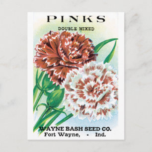 Vintage Seed Packet Art, Pinks Carnation Flowers ポストカード