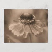 Vintage Sepia Zinnia Flower Personalized ポストカード (正面)