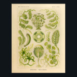 Vintage Siphoneae Color Ernst Haeckel Art Print ポスター<br><div class="desc">Vintage color illustration of marine life by Ernst Haeckel. Art Forms of Nature I brightened the colors on these classic prints while keeping the patina of the paper intact. Nice art for your shore house or home. View more of our sea shore artwork. View all of our Sea Life and...</div>