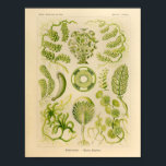 Vintage Siphoneae Color Ernst Haeckel Art Print ポスター<br><div class="desc">Vintage color illustration of marine life by Ernst Haeckel. Art Forms of Nature I brightened the colors on these classic prints while keeping the patina of the paper intact. Nice art for your shore house or home. View more of our sea shore artwork. View all of our Sea Life and...</div>