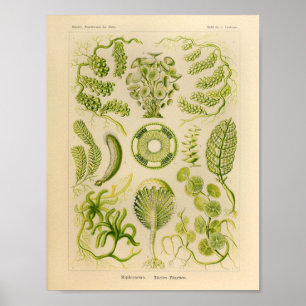 Vintage Siphoneae Color Ernst Haeckel Art Print ポスター