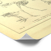 Vintage Skeletons of Birds Print ポスター (角)