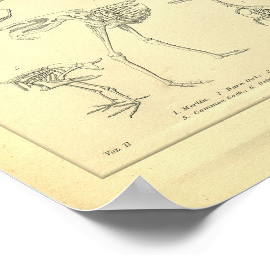 Vintage Skeletons of Birds Print ポスター (角)