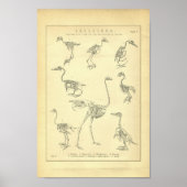 Vintage Skeletons of Birds Print ポスター (正面)