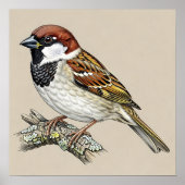 Vintage Sparrow Bird Illustration ポスター (正面)