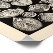 Vintage Spirobranchia Ernst Haeckel Art Print ポスター (角)