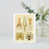 Vintage Squid & Octopus Illustration ポストカード (スタンド正面)