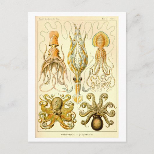 Vintage Squid & Octopus Illustration ポストカード (正面)