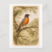 Vintage-Style American Robin lllustration ポストカード (正面)