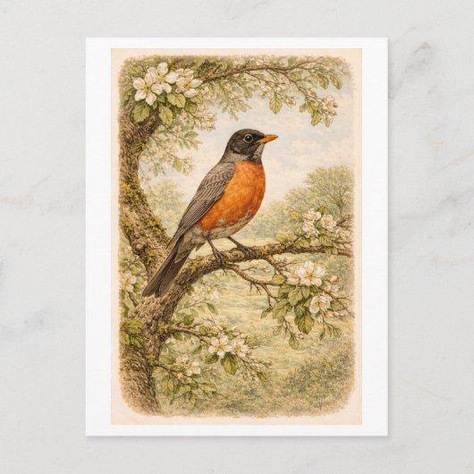 Vintage-Style American Robin lllustration ポストカード (正面)