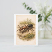 Vintage-Style Ant Illustration ポストカード (スタンド正面)