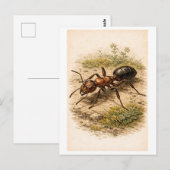 Vintage-Style Ant Illustration ポストカード (正面/裏面)