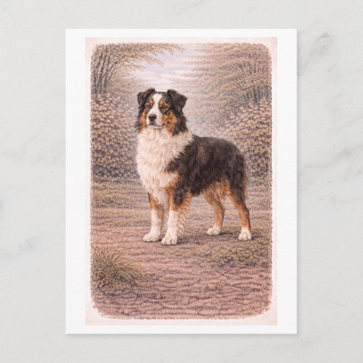 Vintage-Style Australian Shepherd ポストカード (正面)