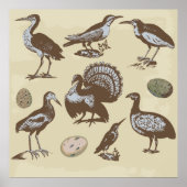 Vintage Style Birds Poster ポスター (正面)