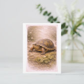 Vintage-Style Box Turtle Illustration ポストカード (スタンド正面)