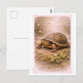 Vintage-Style Box Turtle Illustration ポストカード (正面/裏面)