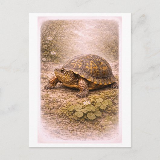 Vintage-Style Box Turtle Illustration ポストカード (正面)