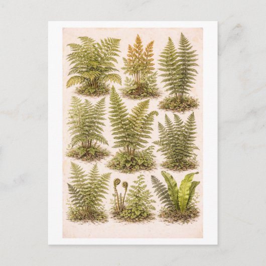 Vintage-Style Ferns Illustration ポストカード (正面)