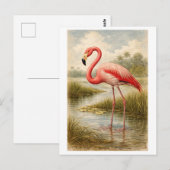 Vintage-Style Flamingo Illustration ポストカード (正面/裏面)