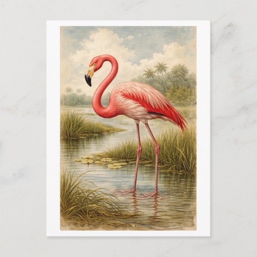 Vintage-Style Flamingo Illustration ポストカード (正面)