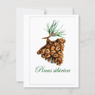 Vintage-Style Forest Postcard – Pinus Sibirica ポストカード