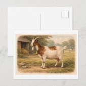 Vintage-Style Goat lllustration ポストカード (正面/裏面)