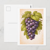 Vintage-Style Grapes Botanical Illustration ポストカード (正面/裏面)