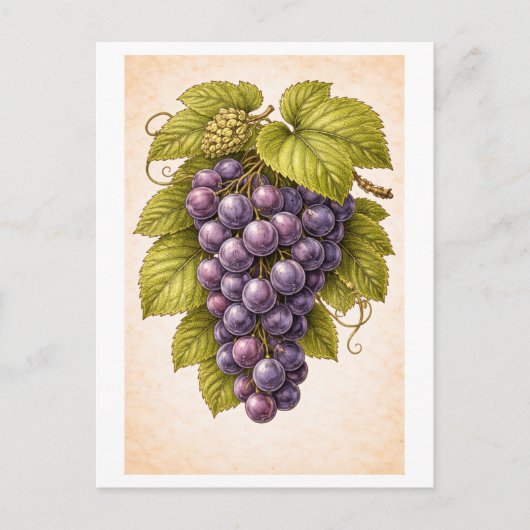 Vintage-Style Grapes Botanical Illustration ポストカード (正面)