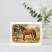 Vintage-Style Horse lllustration ポストカード (スタンド正面)