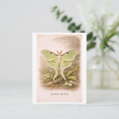 Vintage-Style Luna Moth Illustration ポストカード (スタンド正面)