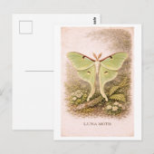 Vintage-Style Luna Moth Illustration ポストカード (正面/裏面)