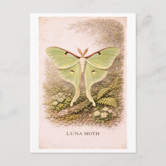 Vintage-Style Luna Moth Illustration ポストカード (正面)