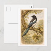 Vintage-Style Magpie lllustration ポストカード (正面/裏面)