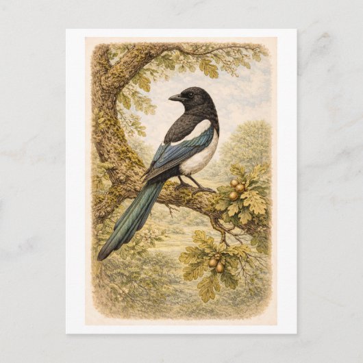 Vintage-Style Magpie lllustration ポストカード (正面)
