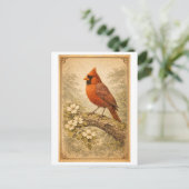 Vintage-Style Male Cardinal Illustration ポストカード (スタンド正面)