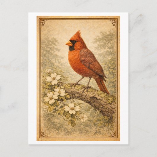 Vintage-Style Male Cardinal Illustration ポストカード (正面)