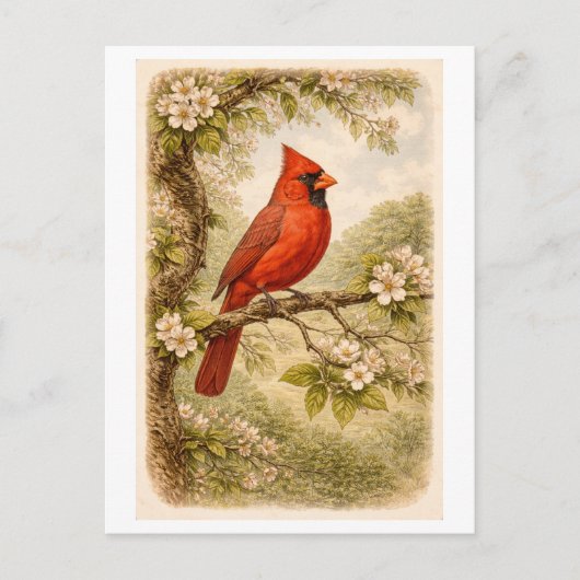 Vintage-Style Male Cardinal lllustration ポストカード (正面)