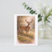Vintage-Style Male Deer Illustration ポストカード (スタンド正面)