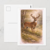 Vintage-Style Male Deer Illustration ポストカード (正面/裏面)