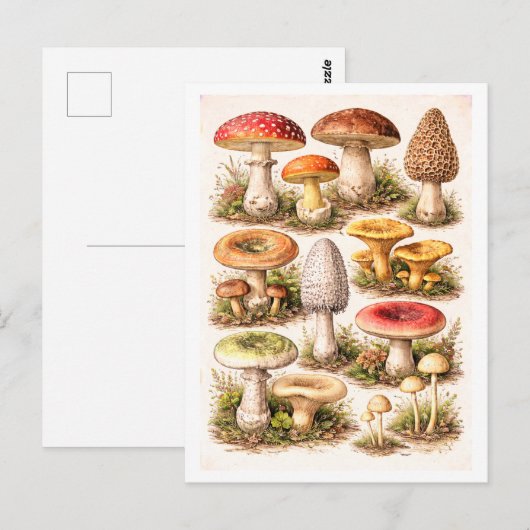 Vintage-Style Mushroom Illustration ポストカード (正面/裏面)
