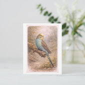 Vintage-Style Parakeet Illustration ポストカード (スタンド正面)