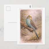 Vintage-Style Parakeet Illustration ポストカード (正面/裏面)