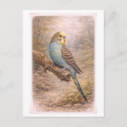 Vintage-Style Parakeet Illustration ポストカード (正面)