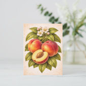 Vintage-Style Peach Botanical Illustration ポストカード (スタンド正面)