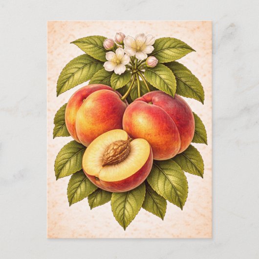 Vintage-Style Peach Botanical Illustration ポストカード (正面)