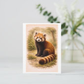 Vintage-Style Red Panda Illustration ポストカード (スタンド正面)