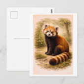 Vintage-Style Red Panda Illustration ポストカード (正面/裏面)