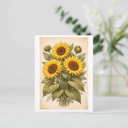 Vintage-Style Sunflower Botanical Illustration ポストカード (スタンド正面)
