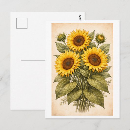 Vintage-Style Sunflower Botanical Illustration ポストカード (正面/裏面)