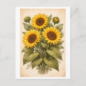 Vintage-Style Sunflower Botanical Illustration ポストカード (正面)